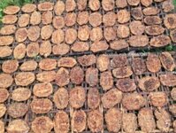Địa chỉ mua rượu chuối hột nhà ngâm sẳn tại tphcm