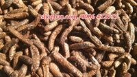 Địa chỉ mua rượu chuối hột Rừng ngâm sẳn tại tphcm