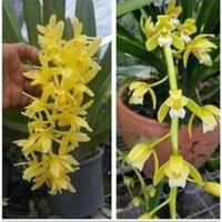 địa lan kiếm vàng thái, mặt hoa lai, gửi đi cả chậu siêu to, giá cực rẻ