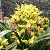 Địa lan trần mộng