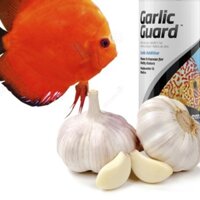 Dịch chiết xuất tỏi cho cho cá biển và cá cảnh nước ngot của Mỹ Garlic guard