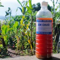 Dịch chuối lên men BigFarm đậm đặc kích chồi, ra hoa đậu trái, cho hoa hồng, hoa lan loại 1 lít - 500ml