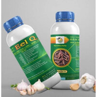 Dịch trùn quế cho lươn có tinh chất tỏi