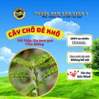 Diệp hạ châu (cây chó đẻ răng cưa), đánh bay sỏi thận, tiểu đường, hỗ trợ hạ men gan & cải thiện sức khỏe gan (500g-1kg)
