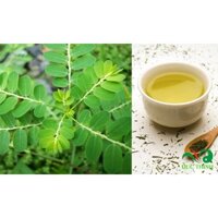 Diệp hạ châu (cây chó đẻ)