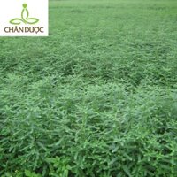 DIỆP HẠ CHÂU _ CHÂN DƯỢC