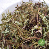 Diệp Hạ Châu – Thảo dược thần kì giúp hỗ trợ điều trị bệnh gan JD038 diephachau – Bách An Khang | Bachankhang.com | Thế giới thảo dược, đông trùng hạ thảo, yến sào Khánh Hòa