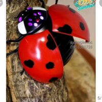 đồ chơi con bọ bẩy sao khổng lồ điều khiển từ xa tặng kèm pin