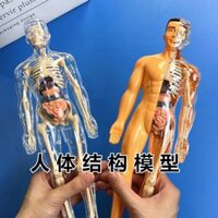 Đồ chơi nội tạng bộ xương người / Mô hình lắp ráp mô phỏng con người / Đồ chơi giáo dục cấu trúc nội tạng thân y tế