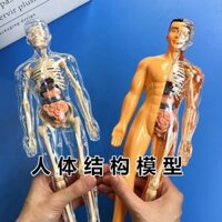 Đồ chơi nội tạng người Mô hình bộ xương người Mô phỏng lắp ráp y tế Cấu trúc nội tạng Đồ chơi khoa học và giáo dục