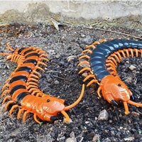 Đồ choi rết khổng lồ điều khiển từ xa