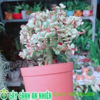 Đô La Thân Cổ Thụ