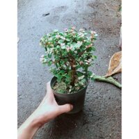 Đô La Thân Cổ Thụ