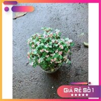 Đô La Thân Gỗ Ưa Thích