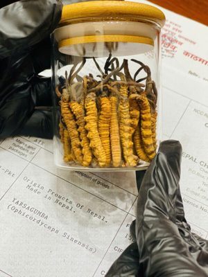 Đông Trùng Hạ Thảo Hoang dã Nepal