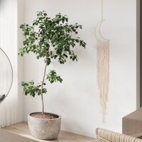 Dreamcatcher mặt trăng treo tường decor