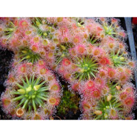 drosera echinoblastus , gọng vó echinoblastus