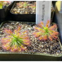 drosera stelliflora , gọng vó stelliflora