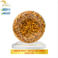 [DTT] Nấm đông trùng hạ thảo cọng to (100gr)- Yến sào Đỗ Thị Toán