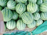 dưa hấu không hạt và dưa hấu đen Long An bán sỉ
