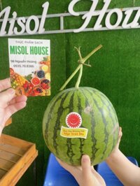 Dưa Hấu Không Hạt