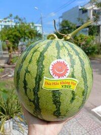 Dưa hấu không hạt
