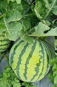 Dưa hấu không hạt