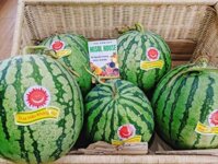 Dưa hấu không hạt