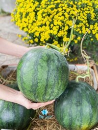 Dưa hấu ruột vàng – KG