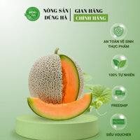 Dưa lưới Taki ruột vàng ( Dưa lưới One)- Dưa ngọt, vỏ mỏng [ship hoả tốc]