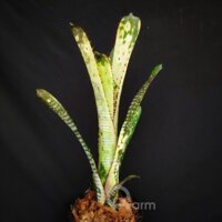 Dứa màu Nam Mỹ Billbergia Domingos Martins