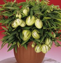 Dưa pepino – Dưa Nam Mỹ