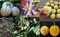 Dưa pepino
