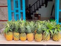 dứa (thơm) mật đăk lăk 15k/kg đầu tạ