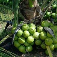 Dừa xiêm lùn nhanh trái cao 60_70cm