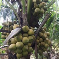 Dừa Xiêm lùn...
