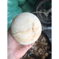 Dừa xiêm xanh gọt trọc Bến Tre Coconut Shop,combo 10 trái size 500-600gr,dừa không tẩy , tặng kèm ống hút