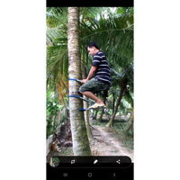 Dụng cụ leo cây dừa, leo cây không nhánh như cây dừa...