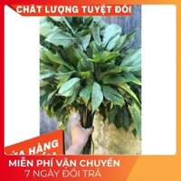[DƯỢC LIỆU QUÝ] 1kg Lá Sâm Ngọc Linh Tươi Siêu VIP