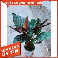 Đuôi công tím Nhiều Người Mua