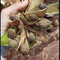 Đười ươi/ ươi bay