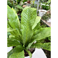 DƯƠNG XỈ CÁ SẤU Crocodile Fern