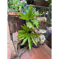Dương Xỉ Chậu Treo