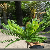 Dương xỉ hoài niệm