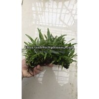 DƯƠNG XỈ LÁ HẸP MINI ƯƠM LŨA TỰ NHIÊN HƠN 1 NĂM TUỔI SIÊU DÀY | TRANG TRÍ HỒ THUỶ SINH