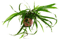 Dương Xỉ Lá Kim - Microsorum Pteropus Narrow