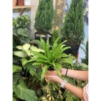 Dương xỉ tổ chim - Asplenium Nidus