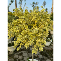 Euonymus Emerald gold / Thuỷ sam vàng ngọc lục bảo