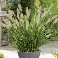 Foxtail grass 'Little Bunny' / Cỏ đuôi cáo