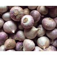 [FREE SHIP 99K] COMBO 1.5KG TỎI CÔ ĐƠN LÀM TỎI ĐEN LOẠI 1